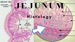 Histology of Jejunum [upl. by Notanhoj711]