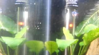 Nerite Snail Babies Hatched eggs in Freshwater [upl. by Lrub824]