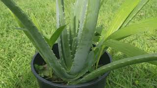 Aloe Vera Barbadensis Miller Stockton Species [upl. by Sada]