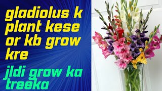 gladiolus  how to grow gladiolus plant  winter plant [upl. by Othello]