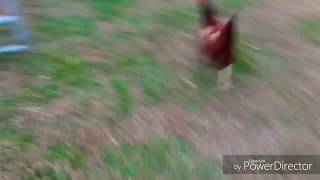 RUN Chicken Meme [upl. by Tterrab]