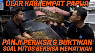 ULAR KAKI EMPAT YG PALING DITAKUTI WARGA PAPUA PANJI BUKTIKAN SENDIRI BERBISA MEMATIKAN ATAU TIDAK [upl. by Heilner559]