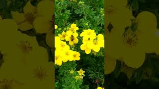 ÖlandstokGoldfinger Potentilla fruticosa💛💚amazingflowersnaturebeautygardennatureslover 💚💚💚 [upl. by Kcir501]