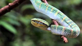 Waglers Pit Viper [upl. by Camilia861]