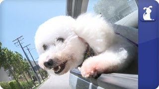 Doglopedia  Bichon Frisé [upl. by Lledualc]