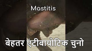 Choosing the Correct Antibiotic for Mastitis diagnosis of mastitis [upl. by Trah]