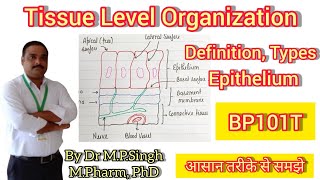 Tissue Level Organization  Definition Types  Epithelium  Human Anatomy amp Physiology  BP101T [upl. by Nitsur]