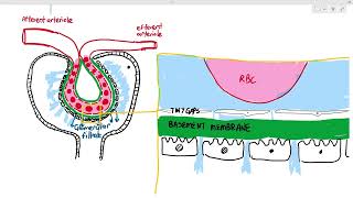 145 Urine Formation 2 Ultrafiltration Cambridge AS A Level Biology 9700 [upl. by Turner]