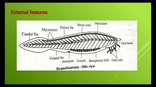 Subphylum Cephalochordata [upl. by Ettesel]