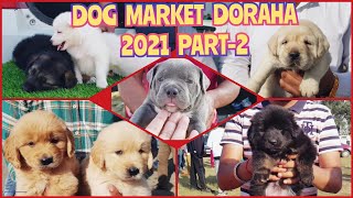 Wholesale Dog Market at Doraha Ludhiana Dog show 2021 February PART 2  Gold Medal Kennels [upl. by Zeuqcaj785]