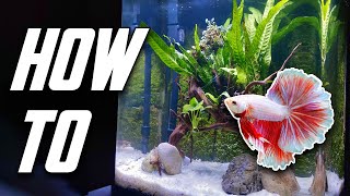 The Betta Fish Tank Guide For Everyone Set Up Equipment amp More [upl. by Urina199]