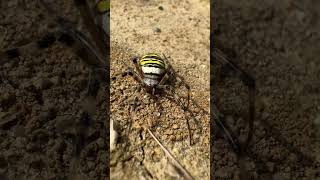 THE WASP SPIDER 😱 What a beautiful spider found here in Bucklers Forest Crowthorne Berkshire UK [upl. by Herculie136]