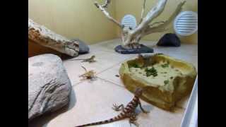 Élevages Lisard 2013 Stellagama stellio salehi CB babies eating crickets 1 [upl. by Meehahs]