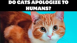 Do cats apologize to humans [upl. by Tnahsin]