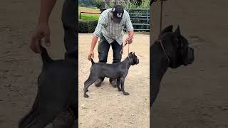 CACHORRA CANE CORSO TOP [upl. by Ssew]