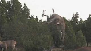 Deer Jump 12point Whitetail [upl. by Ecinnahs]