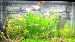 Feeding Time For My Tetra Fishes [upl. by Turino]