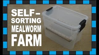 How to build a mealworm farm [upl. by Eiramnerual]