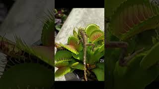 Venus Flytrap eats Salamander [upl. by Barb744]