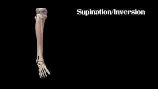 Foot Inversion and Eversion  Foot Supination and Pronation [upl. by Glass]