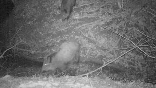 Biodiversité autour dun fossé [upl. by Anay]