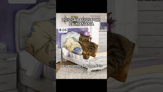 Los sábados por la mañana gatitos humor shorts memesgatos [upl. by Reginald]