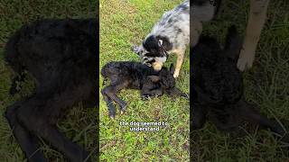 A complex relationship between a dog and a calfanimals dog calf pets [upl. by Sparkie364]