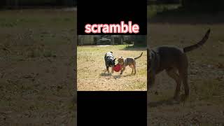 Two dogs fighting over a Frisbee！dog Frisbee [upl. by Hawk260]