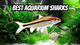 Top 15 Freshwater Aquarium Sharks 🦈 [upl. by Ilowell]