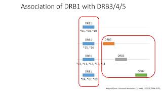 HLA Linkage Disequilibrium 3 [upl. by Phillie]