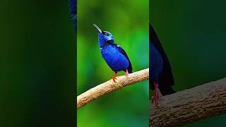 The redlegged honeycreeper birds birdslover beautifulbird nature [upl. by Trebmal511]