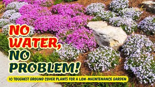 10 Toughest Ground Cover Plants for a LowMaintenance Garden 🌱💪🌻  Gardening Ideas [upl. by Aehc]