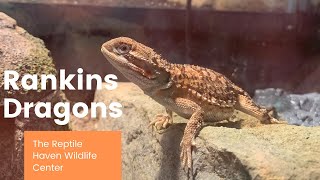 Rankin Dragons wThe Reptile Haven Wildlife Center [upl. by Ewer]