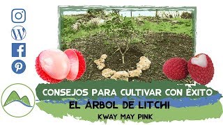 Cómo plantar y cultivar con éxito el árbol de litchi o lichi  LdN [upl. by Sarkaria342]