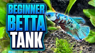 A BeginnerFriendly Betta Fish Tank Setup Anyone Can Build [upl. by Darby629]