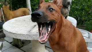 Thai Ridgeback Dog  Super Red Suay part 1 [upl. by Ib]