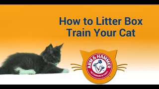 How to Litter Train Your Kitten [upl. by Vi]