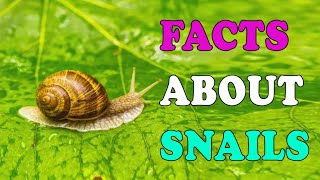 Snails are Fascinating Creatures with Amazing Facts SnailFacts AmazingNature Science [upl. by Lenuahs]