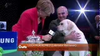 Labrador Retriever  Crufts Reserve Best in Show [upl. by Ahsenrat]