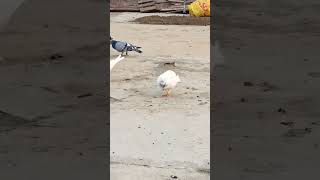 shortvideos giribaazkabutar pigeon youtubeshort viralvideo kabootar funny explore trending [upl. by Netsuj]