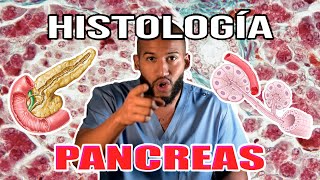 Histología  PÁNCREAS Endócrino y Exócrino Acinos Islotes y Proenzimas Pancreáticas [upl. by Joey]