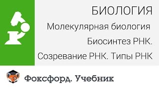 Биология Биосинтез РНК Созревание РНК Типы РНК Центр онлайнобучения «Фоксфорд» [upl. by Nnayelhsa317]