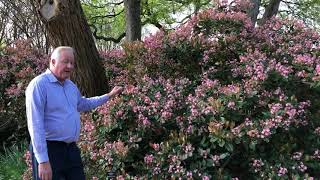 Plant Features Indian Hawthorn [upl. by Aymer710]