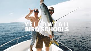 Fishing Bird School Yellowtail on Micro Anchovies  San Diego [upl. by Einniw]