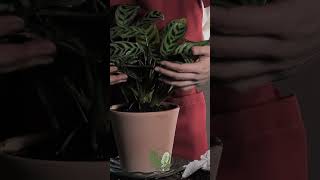 Pruning Dry Leaves for a Healthier Ctenanthe BurleMarxii 🌱  ASMR Plant Care [upl. by Arad]