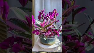 Recycle and growing flowers in pot so beautiful garden flowers flower garden diy gardenplants [upl. by Erimahs]