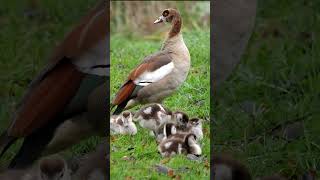 Egyptian Goose Family shorts [upl. by Talia]