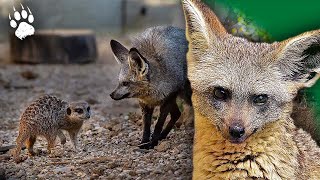 COEXISTENCE dans la SAVANE  Les Règles du Voisinage Animal 🦁🍖  Documentaire Animalier  AMP [upl. by Eelanej]