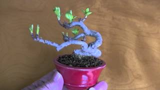 bonsai tree ヒメリンゴK（ひめりんご・姫林檎）実もの盆栽の販売 [upl. by Smeaj]