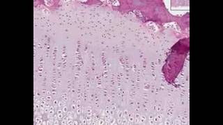 Shotgun Histology Endochondral Ossification [upl. by Aramot584]